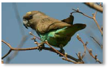 Meyer's Parrot