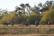 Elephant, Khwai floodplain
