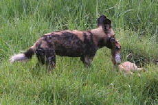 Wild Dog Impala Kill, Linyanti Campsite