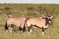 Gemsbok, Central Kalahari Game Reserve