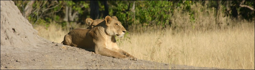 Lioness, Khwai
