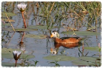 African Pygmy-Goose - Thamalakane River Lodge