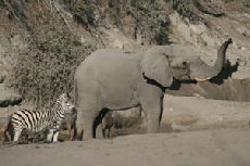 Elephant, Boteti River