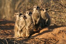 Suricate, Kgalagadi Transfrontier Park