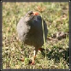 Francolins & Spurfowl