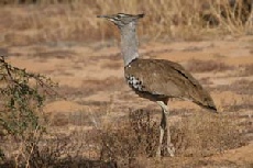 Kori Bustard, Kgalagadi Transfrontier Park