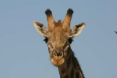 Giraffe and Yellowbilled Oxpecker, Khwai