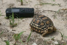 Tiny Tortoise
