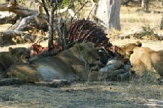 Lions on giraffe kill, Khwai