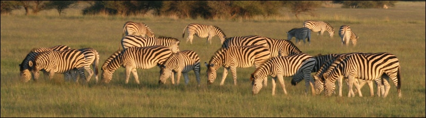Burchell’s Zebra - Nxai Pan National Park