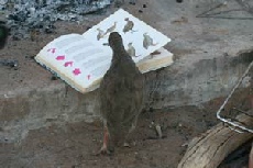Redbilled Francolin reading the bird book!
