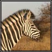 Burchell's Zebra