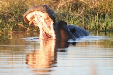Hippo yawning, Khwai