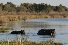 Hippo, Dombo Hippo Pools