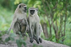 Vervet Monkey, Linyanti Campsite