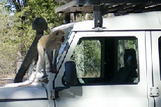 Vervet Monkey, Khwai Campsite
