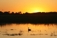 Grey Heron at sunset, Khwai