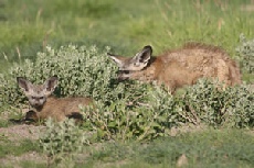 Bat-eared Fox, Central Kalahari Game Reserve