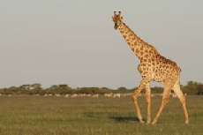 Giraffe, Nxai Pan National Park