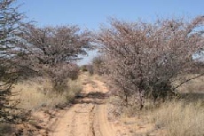 Makopong - Mabuasehube Gate, KTP