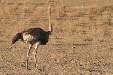Common Ostrich, Kgalagadi Transfrontier Park