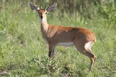 Steenbok, Nxai Pan National Park