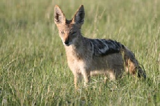 Black-backed Jackal, Central Kalahari Game Reserve