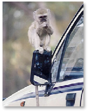 Vervet Monkey - Khwai, Moremi Game Reserve