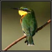 Bee-eaters