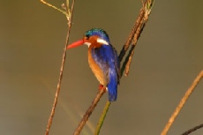 Malachite Kingfisher, Khwai