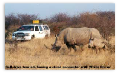 White Rhino, Khama Rhino Sanctuary