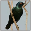 Starlings
