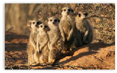 Suricate, Mabuasehube