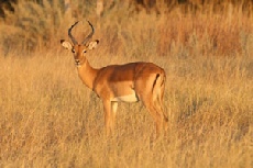 Impala, Khwai