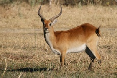 Red Lechwe, Khwai