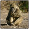 Baboon