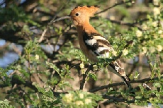 African Hoopoe, Central Kalahari Game Reserve