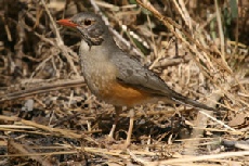 Kurrichane Thrush, Khwai Campsite