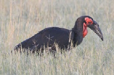 Southern Ground Hornbill, Khwai