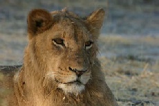 Sub-adult Male Lion, Khwai