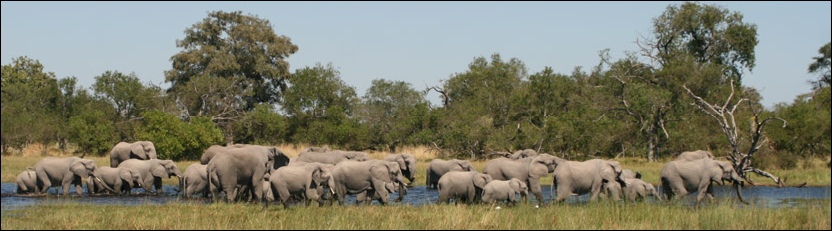 Elephant - Moremi Game Reserve