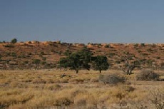 Nossob valley, Kgalagadi Transfrontier Park