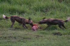 Wild Dog Impala Kill, Linyanti Campsite