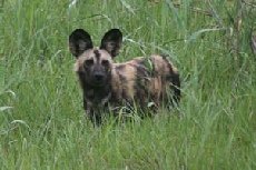 African Wild Dog, Linyanti Campsite