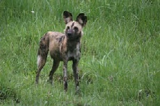 African Wild Dog, Linyanti Campsite