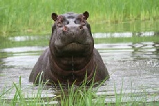 Grumpy Hippo, Linyanti