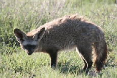 Bat-eared Fox, Nxai Pan National Park