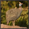 Guineafowl