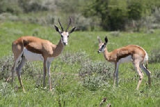 Springbok, Central Kalahari Game Reserve