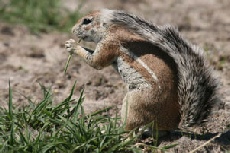 Ground Squirrel, Central Kalahari Game Reserve